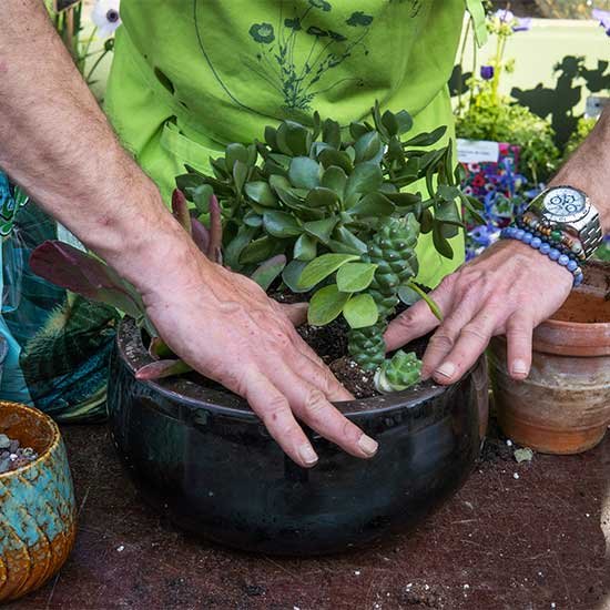 Plant Selection & Placement