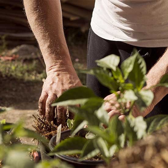Urban & Balcony Gardening